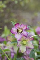 Helleborus x hybridus 'Dark Picotee' - Hybrid Lenten rose