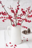 Bunch of Ilex verticiliata - Winter Berry displayed in white china jug against white background