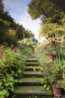Steps leading up between densely planted borders including dahlias, salvia and pots of diascia and pelargoniums in September.