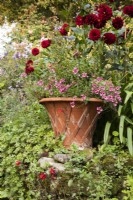 Terracotta container with pink diascia in a country garden in September.