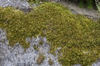 Green Bryophyta - Moss on grey granite rock surface in summer