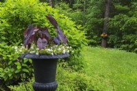 White Calibrachoa - Million Bells, Colocasia esculenta 'Black Magic' - Taro, in black pedestal planter  plus Hydrangea paniculata 'Pink Diamond' in front yard garden in spring
