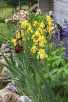 Yellow Iris x germanica - Bearded Iris, Blauwe Lis Bordeaux, Lupinus - Lupine flowers in border in backyard garden in spring