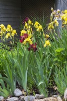 Yellow Iris x germanica - Bearded Iris and Iris x germanica - Blauwe Lis Bordeaux flowers in border in backyard garden in spring