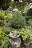 Clipped box inside a yew hedge with containers in a country garden in September.
