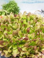 Lactuca sativa var. crispa Amerikanischer Brauner, summer July