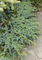 Juniperus squamata Blue Carpet, spring April