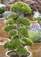 Ilex crenata in pot, summer June