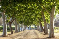 Avenue of oak trees 