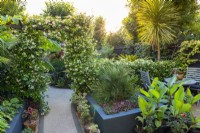 An arch and hedge of star jasmine, Trachelospermum jasminoides, separates the dining area with raised planters of palms, sedum and coleus, from main garden planted with exotic evergreens such as palms, tree ferns, phormiums and cordyline.