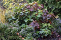Hydrangea quercifolia 'Alice', Oak-leaved Hydrangea, Shrub. 