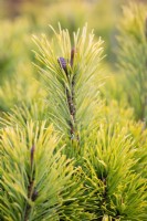 Pinus mugo 'Carsten's Wintergold', Conifer, December.