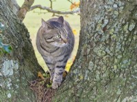 Tabby Cat - walking through Oak branches