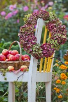 Wreath made from hydrangea flowers hanging on chair with harvested apples.