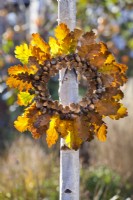 Autumnal wreath made from oak foliage, acorns and beechnuts.