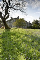 Grass below the house full of bluebells at Enys garden, Cornwall in early May