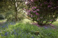 Bluebells amongst flowering shrubs at Enys garden in Cornwall in early May