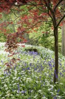 A carpet of bluebells and wild garlic below an acer at Enys garden, Cornwall in early May