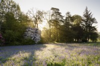 Morning sun filters through trees beside a meadow of bluebells at Enys garden, Cornwall in early May
