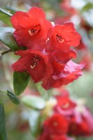 Red flowered Rhododendron thomsonii in May