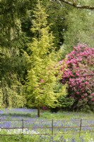 Metasequoia glyptostroboides 'Gold Rush' in May