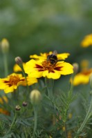 Bee on Tagetes patula 'Naughty Marietta'