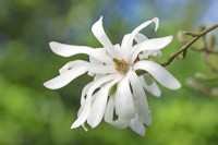Magnolia 'Stellata' - March