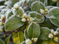 Camellia japonica 'Tiffany' in December frost
