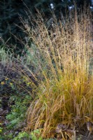 Molinia caerulea subsp. Arundinacea Skyracer, Purple moor-grass. 