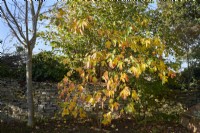 Sassafras albidum in front of a dry stone wall