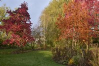 Liquidambar styraciflua, Betula albosinensis, Taxodium distichum and Acer rubrum 'October Glory'