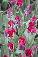 Tulipa Seadov Parrot