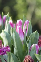 Hyacinth purple bright pink and pink white Tulips.
