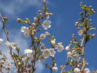Prunus incisa Kojou No Mai late march Norfolk