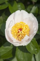 Single flowered Paeonia hybrid 'Requiem'