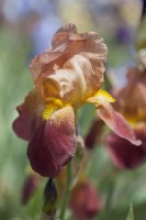 Historic Tall Bearded Iris 'Feuervogel'