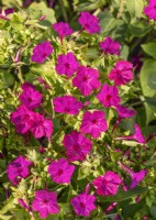Mirabilis jalapa Violet Pink, summer August