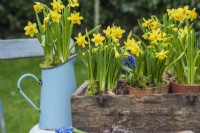 Pots of Narcissus 'Tete a tete' displayed in wooden trug and blue enamel jug on table