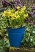 Narcissus 'Tete a tete' planted en masse in blue enamel bucket on garden wall