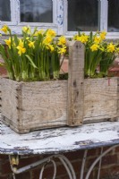 Narcissus 'Tete a tete' planted en masse in old wooden trug on white table