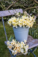 Mixed white and yellow bunches of Narcissus, Hellebores and blossom displayed in pale blue enamel bucket on blue wooden chair