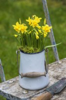 Narcissus 'Tete a tete' displayed in white enamel container on garden table