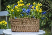 Narcissus 'Tete a tete' planted en masse with blue Muscari and Hyacinths in wicker basket on garden table