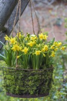 Narcissus 'Tete a tete' planted en masse in mossed rusty wire basket hanging basket