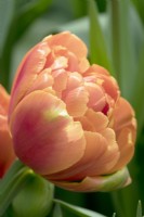 Tulipa Icoon