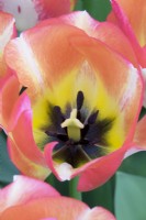 Tulipa Spryng Sunrise