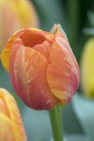 Tulipa Paint Brush