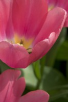Tulipa Big Love