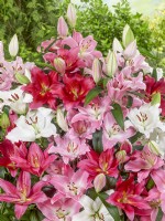 Bunch of cut stems to show colour range in Lilium Oriental mix, summer August 