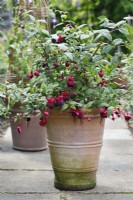 Fuchsia 'New Millenium' growing in a terracotta pot
